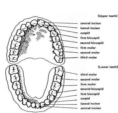 Good day everyone i have a project name oralhealth, In my project my software will identify the different Tooth Eruption like if this are third molar,cuspid,central etc see the image below